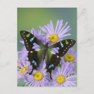 Cartão Postal Butterfly on Purple Flower
