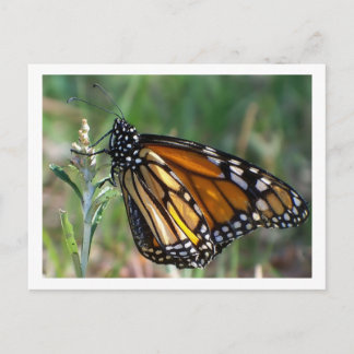 Cartão Postal Butterfly Postcard