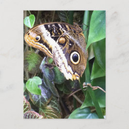 Cartão Postal Butterfly postcard