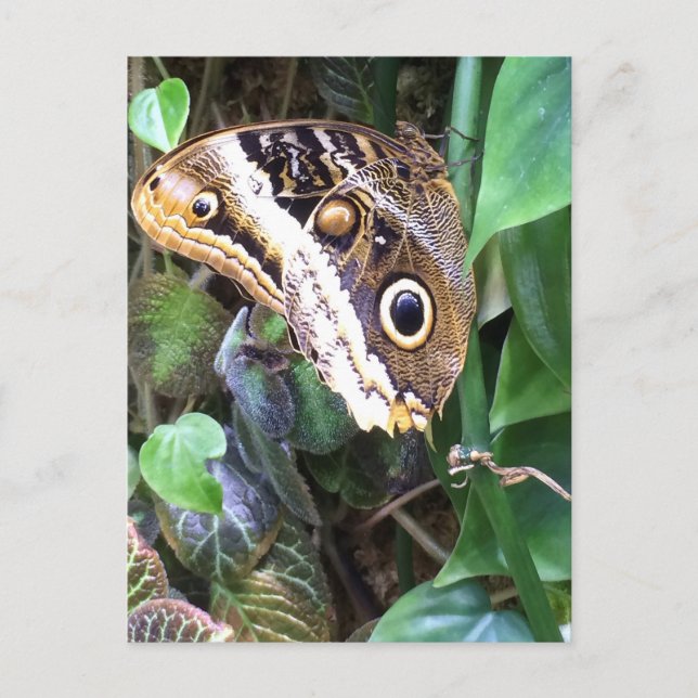 Cartão Postal Butterfly postcard (Frente)