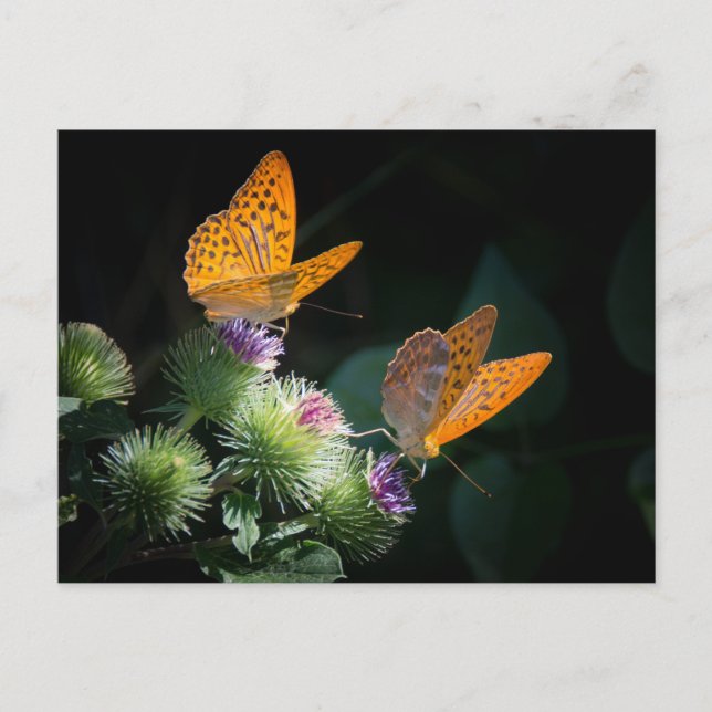 CARTÃO POSTAL BUTTERFLY WILD LIFE INSECT POSTCROSSING (Frente)