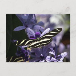 CARTÃO POSTAL BUTTERFLY WILD LIFE INSECT POSTCROSSING