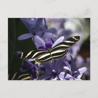 CARTÃO POSTAL BUTTERFLY WILD LIFE INSECT POSTCROSSING