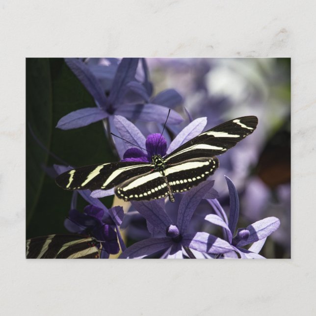 CARTÃO POSTAL BUTTERFLY WILD LIFE INSECT POSTCROSSING (Frente)