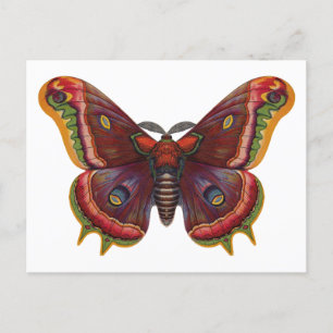 Cartão Postal Butterfly Wings Insect Vintage Postcard