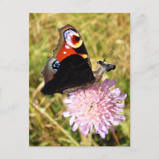 Cartão Postal Buttermoose (Frente)