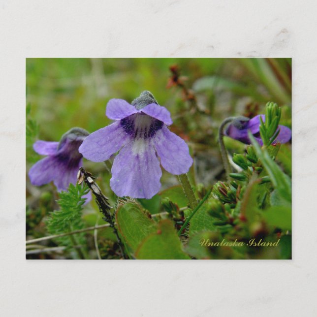 Cartão Postal Butterwort ou Bog Violet, Ilha de Unalaska (Frente)