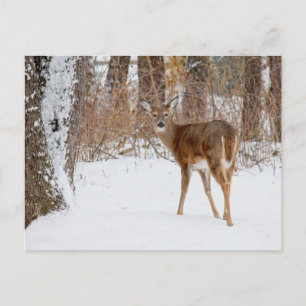 Cartão Postal Button Buck Deer in Winter White Snowy Field