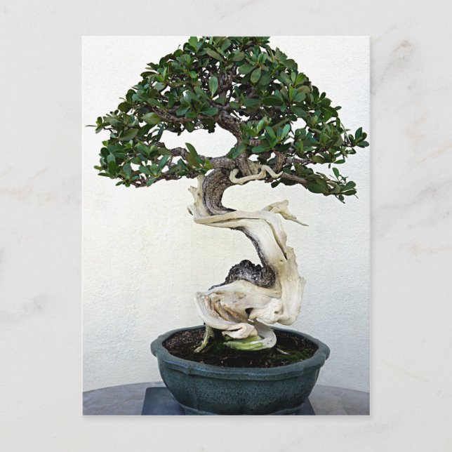 Cartão Postal Buttonwood Bonsai Tree (Frente)