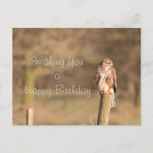 Cartão Postal Buzzard