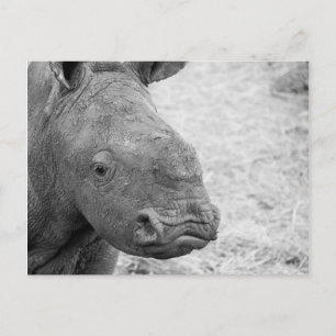 Cartão postal BW Baby Rhino