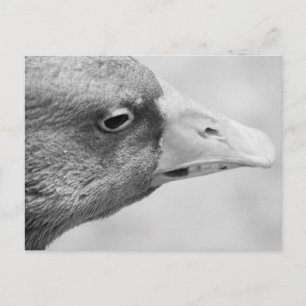 Cartão Postal BW Goose