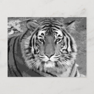 Cartão Postal BW Tiger