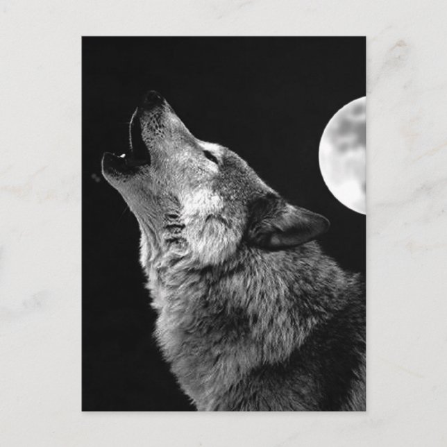 Cartão Postal BW Wolf Howling na Lua (Frente)