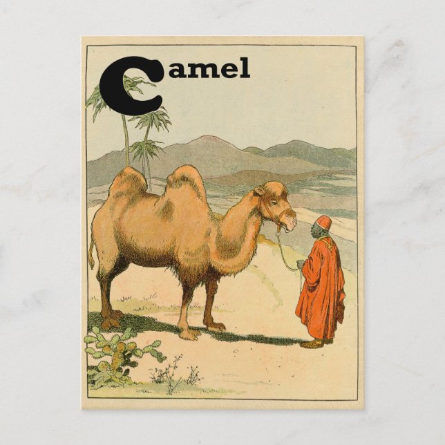 Cartão Postal C é para Camel - Alphabet Animal (Frente)