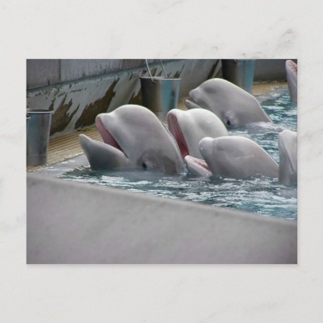 CARTÃO POSTAL CA81WX4Z (Frente)