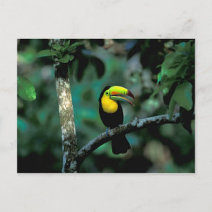 Cartão Postal CA, Panamá, Soberania NP, Tucan com bico Keel em