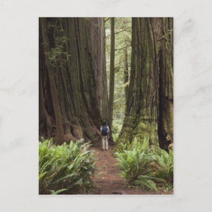 Cartão Postal CA, Parque Estadual de Redwoods Jedediah Smith,