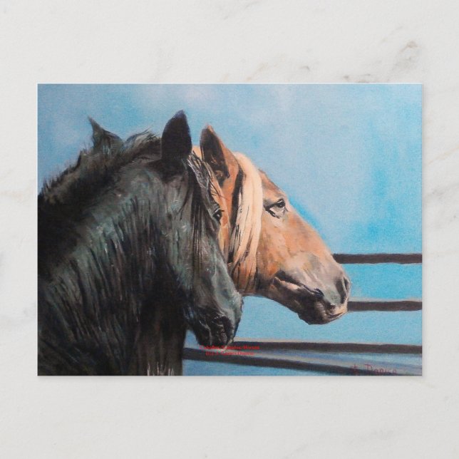 Cartão Postal Caballos/Cabalos/Cavalos (Frente)