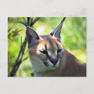Cartão Postal Cabeça Caracal E Ombros