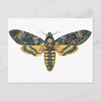 Cartão Postal Cabeça da Morte Hawk Moth, Grande Mama, Impressão 