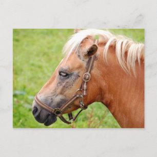 Cartão Postal Cabeça de Cavalo 003