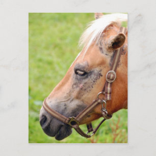 Cartão Postal Cabeça de cavalo 003