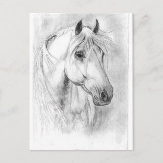 Cartão Postal Cabeça de Cavalo Branco
