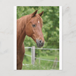 Cartão Postal Cabeça de cavalo marrom