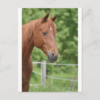 Cartão Postal Cabeça de cavalo marrom