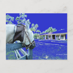 Cartão Postal cabeça de cavalo sobre cerca azul