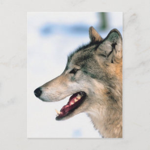 Cartão Postal Cabeça de Lobo