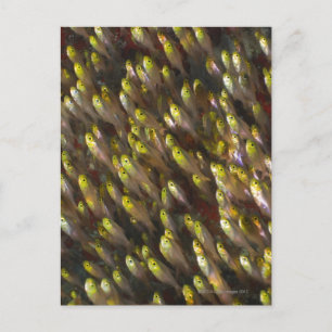 Cartão Postal Cabeça de Ouro (Parapriacanthus)