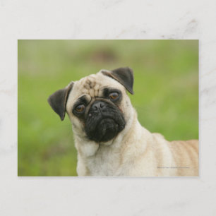 Cartão Postal Cabeça de Pug Batida Olhando para a Câmera