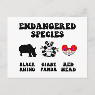 Cartão Postal Cabeça-de-rosa