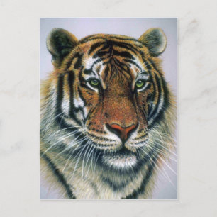 Cartão Postal Cabeça de Tigre Siberiano