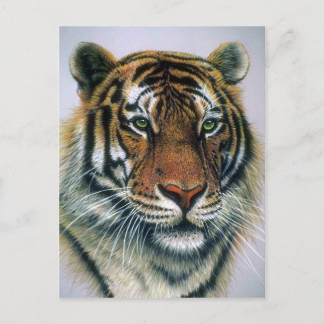 Cartão Postal Cabeça de Tigre Siberiano (Frente)