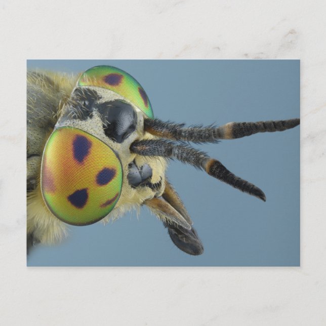 Cartão Postal Cabeça de veado (Frente)