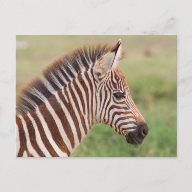 Cartão Postal Cabeça de zebra bebê, Tanzânia (Frente)