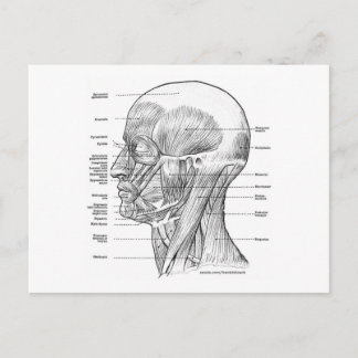 CARTÃO POSTAL CABEÇA E ANATOMIA DO PESCOÇO T-SHIRTS E PRESENTES