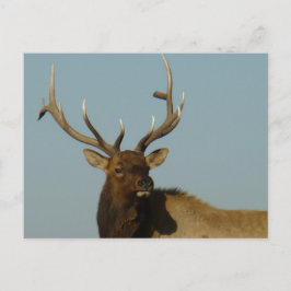 Cartão Postal Cabeça e Ombros de E49 Alce Macho