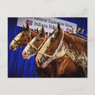 Cartão Postal Cabeças do cavalo de ferro 3