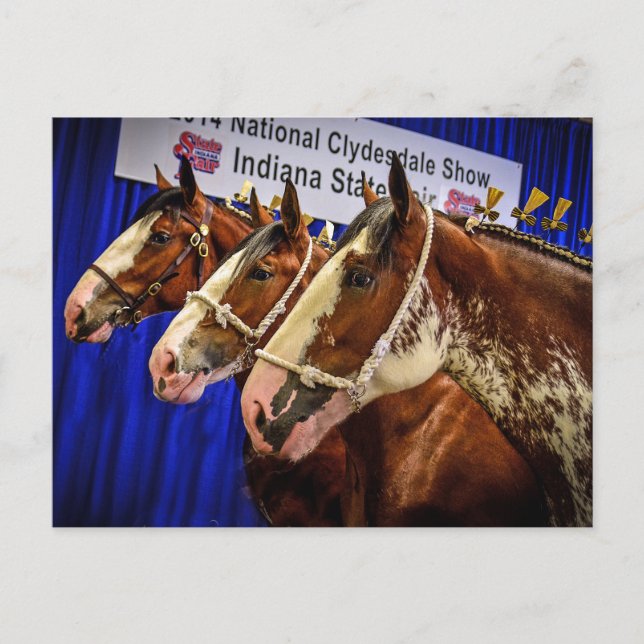 Cartão Postal Cabeças do cavalo de ferro 3 (Frente)