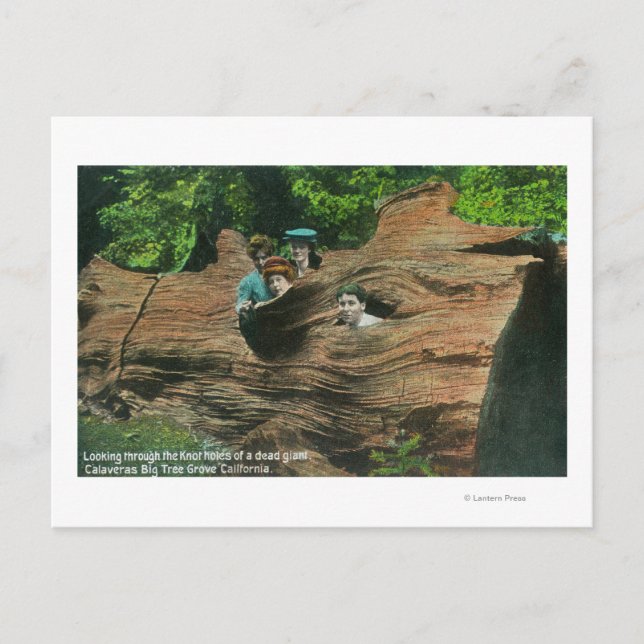 Cartão Postal Cabeças expostas em nós de Sequoias Vermelhas Giga (Frente)