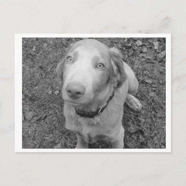 Cartão Postal Cabelos longos Weimaraner (Frente)