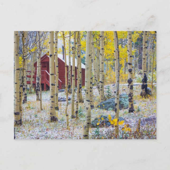 Cartão Postal Cabine solitária Grand Mesa numa floresta (Frente)