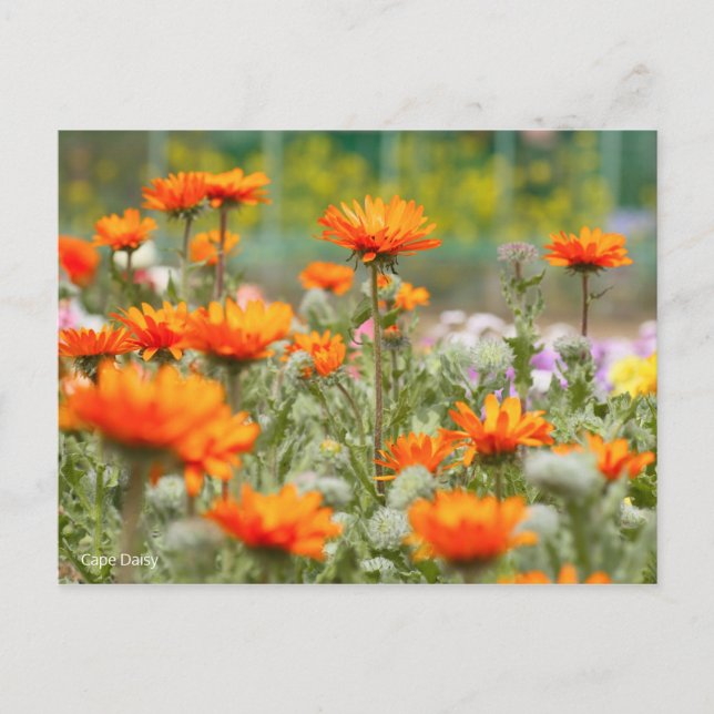 Cartão Postal Cabo Daisy [Cartão postal] (Frente)