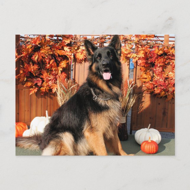 Cartão Postal Cabo - Foto do German shepherd nº 1 (Frente)