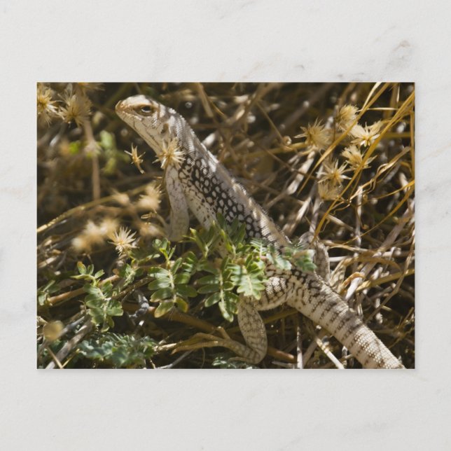 Cartão Postal Cabo Lizzard 2 (Frente)