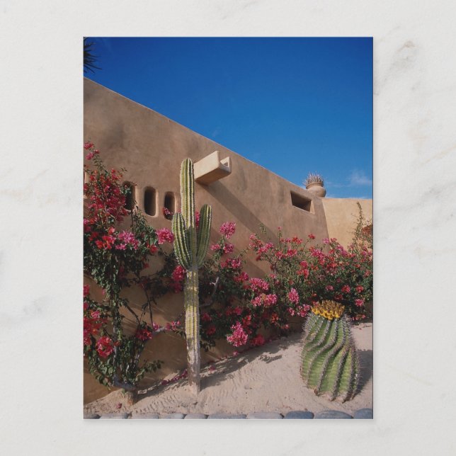 Cartão Postal Cabo San Lucas, Baja, México (Frente)